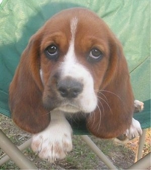 Basset Hound Puppies on Lottie  The Hush Basset  Basset Hound   Cocker Spaniel Hybrid  Puppy