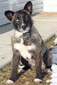 View from the front - A perk-eared, wiry, scruffy-looking, grey with white and black Siberian Husky/Terrier mix breed dog is sitting in grass in between a sidewalk and snow. Its head is tilted to the left. It has one blue eye and one brown eye. There is a white house next to the sidewalk.