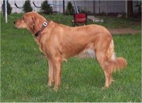 Left profile - A red Labrador/Brittany Spaniel mix is standing in grass and there is a swing set, a red folding chair and a wooden privacy fence in the distance.