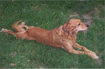 Side view from the top looking down at the dog - A red Labrador/Brittany Spaniel mix is laying out in grass and it is looking forward.