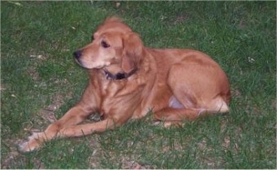 Side view - A red Labrador/Brittany Spaniel mix is laying in grass and it is looking to the left.