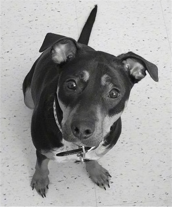 View from the top looking down at the dog - A black and white photo of a Jack Russell Terrier/Rottweiler mix is sitting on a tiled floor and looking up. It has long toenails and rose eares.