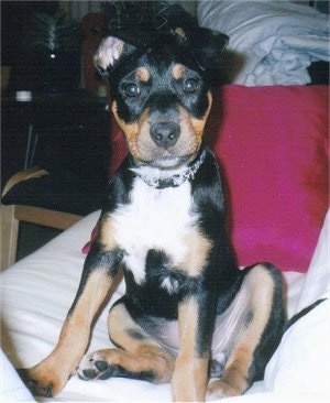 View from the front - A black with tan and white Jack Russell Terrier/Rottweiler mix puppy is sitting on a bed and it is looking forward. One of its ear is flopped forward and another is flopped back.