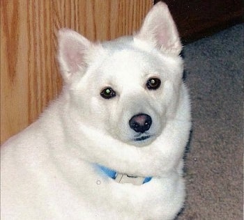 Close up upper body shot - A white Imo-Imu is sitting on a carpet in front of a wooden dresser