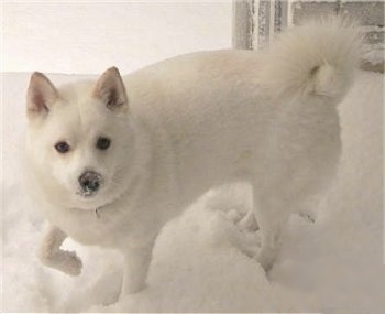 A white Imo-Inu is standing in snow with snow on its face