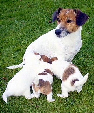 A white with brown Jack Russell Terrier is sitting in grass feeding a litter of puppies