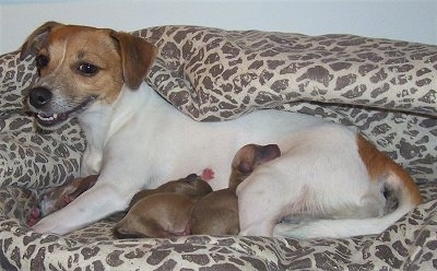 A white with tan Jack Chi is laying in a leopard print dog bed nursing a couple of puppies with what looks to be a smile on its face