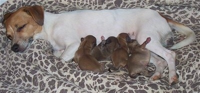 A white with tan Jack Chi is sleeping on a dog leopard print bed and there are four puppies nursing