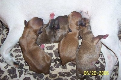 Close Up - A litter of Jack Chi puppies nursing from their mother on a leopard print dog bed.