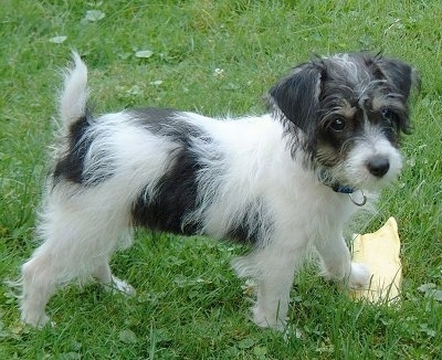 A white with black Jack-A-Poo puppy is standing outside in grass and one of its paws is on a rawhide bone