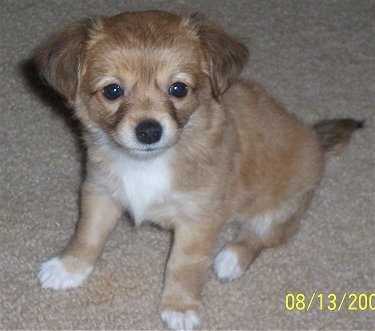 A tan with white Jack Chi puppy is sitting on a tan carpet and looking forward