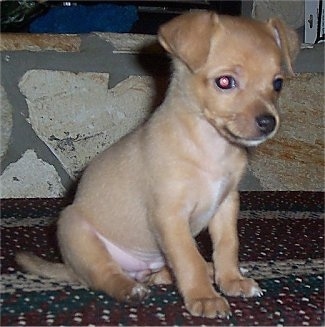 A small tan with white Jack Chi puppy is sitting on a rug and there is a stone wall behind it.