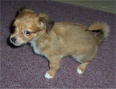 A tan with white Jack Chi puppy is standing on a purple rug