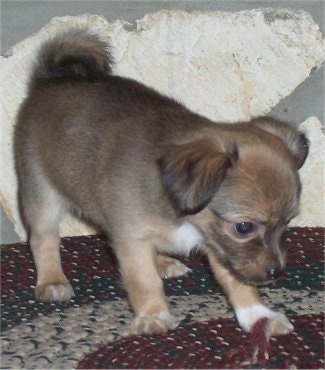 A black and brown with white Jack Chi is standing on a maroon throw rug and looking down