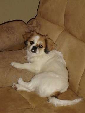 A white with brown and black Japeke is laying near the arm of a couch and it is looking forward. Its bottom teeth are showing from an underbite.