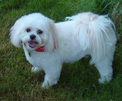 Side view - A white with tan Japillon is standing in grass and it is looking up. Its mouth is open and it looks like it is smiling. It has longer hair on its head and tail.