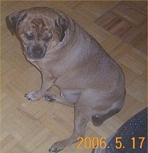 A tan with white Jug is sitting on a hardwood floor looking back