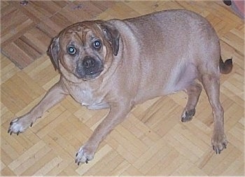 A tan with white Jug is laying on a floor looking up