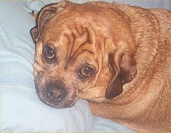 Close up head and uppper body shot - A tan with white Jug is laying its head on a pillow, on a bed and it is looking up