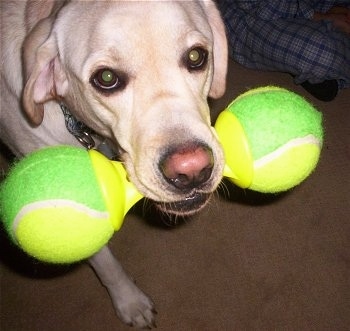 Close up upper body shot of a dog walking - A yellow Labrador Retriever has a green and yellow tennis ball bone in its mouth.