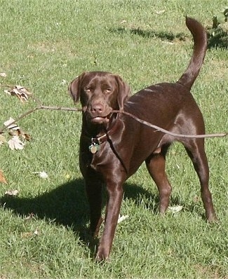 chocolate english labrador