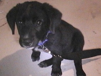 A small black with white Labbe puppy is sitting on concrete and is looking up