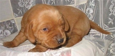 A very small red Labbe puppy is laying on a lace backdrop and it is turning to the right