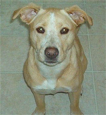 Beagle And Lab