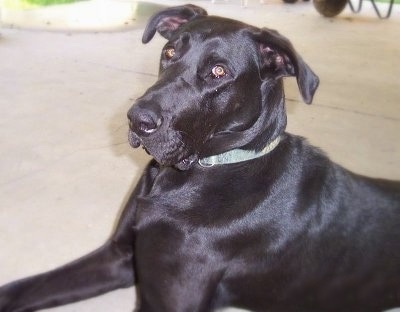 Upper body shot - A shiny-coated black Labradane dog is laying on a floor and looking to the left