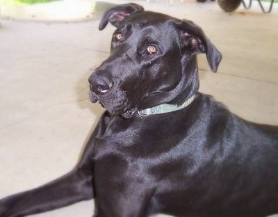 Adopt Puppies on Bubba  The Labrador Retriever   Great Dane Hybrid  Labradane  At 2