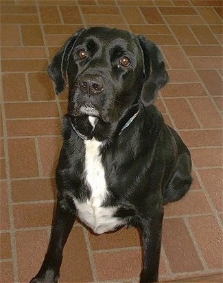 A shiny-coated black with white Labradinger is sitting on a brick surface and looking up