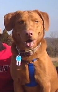 Upper body shot - A red-colored Labralas is wearing a blue harness sitting next to a person in a red shirt. Its mouth is open, it looks like it is smiling.