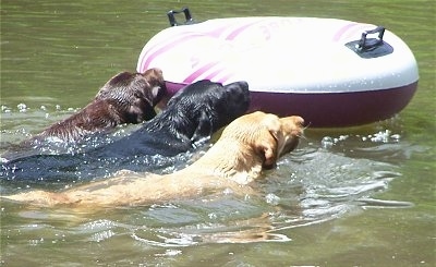 Three Labrador Retriever dogs swimming in green water pushing a white and pink donut floatie that is in front of them. A Chocolate Lab, Black Lab and Yellow Lab.