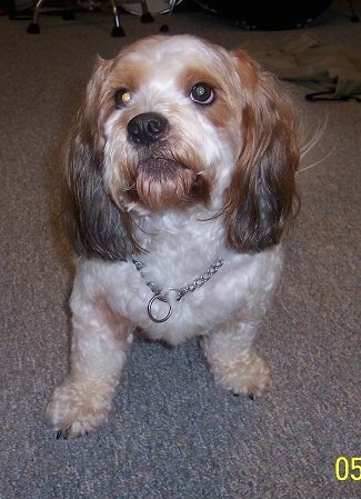 A wavy-coated white with brown Lacasapoo is sitting on a tan carpet and looking up.