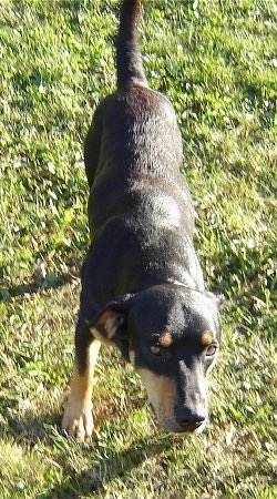 View from the top looking down - A black and tan Latvian Hound is standing in grass and looking up.