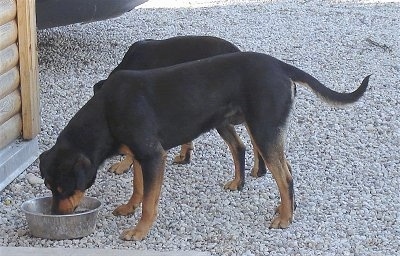 Two Latvian Hounds eating out of metal bowls in front of a wooden house in a white stone driveway.