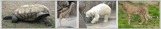 Left - Tortoise, Left Middle - Giraffe, Right Middle - Polar Bear, Right - Cheetah