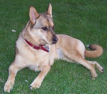 german shepherd mix portrayal