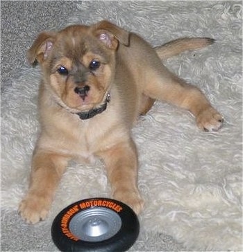 Close up front view - A small tan with black Akita Inu/German Shepherd mix puppy is laying on a rug and it is looking up. There is a toy wheel laying in front of the puppy. It has small folded ears.