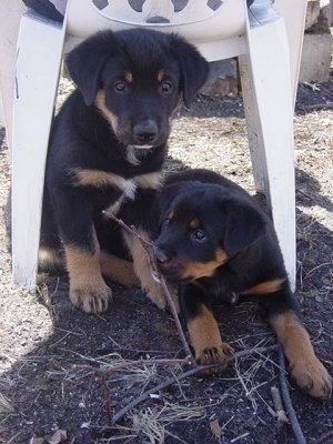 rottweiler pitbull mix. Diamond and Shirley