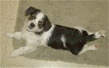 View from the top looking down at the dog - A white and black with tan Pekingese/Terrier mix puppy is laying out on a tan rug looking up.