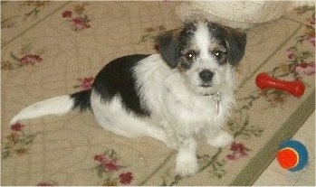 A white and black with tan Pekingese/Terrier mix puppy is sitting on a rug and in front of it is a tennis ball and a plastic red bone.