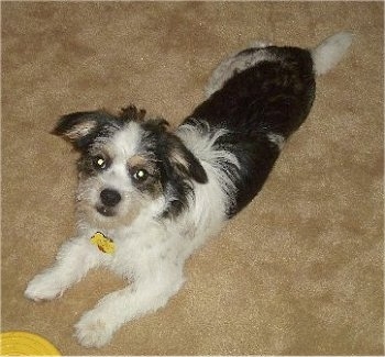 A wiry looking, tricolor, white and black with tan Pekingese/Terrier mix is laying stretched out on a tan carpet. It is looking up and in front of it is a yellow frisbee.