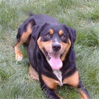 View from the front - A large breed, black with brown Doberman Pinscher/Rottweiler is laying in grass and it is looking up and forward.