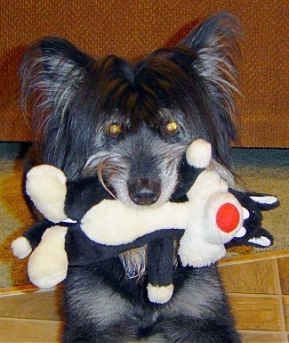Maddy the Terrier mix sitting on a tiled floor with a plush Sylvester the cat in its mouth