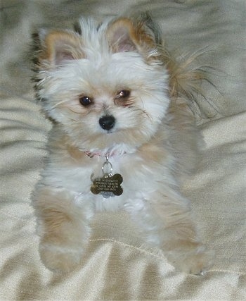 Close Up - Top down view of a small, soft, thick coated, white and tan Yorktese puppy that is sitting on a bed sheet. It looks like a stuffed toy.