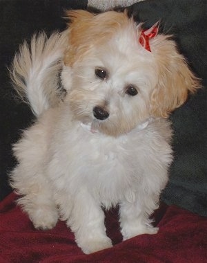 A white with tan Malti-poo is sitting on a red blanket and a couch. Its head is tilted to the left and it has a red ribbon on the top of its head.
