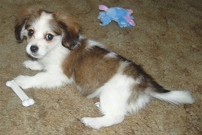 A tan and white with black Malton puppy is laying on a tan shag carpet and there is a white Nylabone bone next to its paw and a baby-blue and pink plush toy behind it.