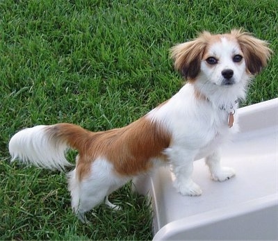 Cavachon Puppies on Sophie  Malton  Cavachon   Maltese Hybrid  At The 8 Months Old