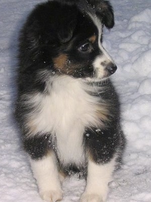 Front view - A tricolor black, tan and white Miniature Australian Shepherd puppy is sitting in snow looking to the right. There is snow all over its body.